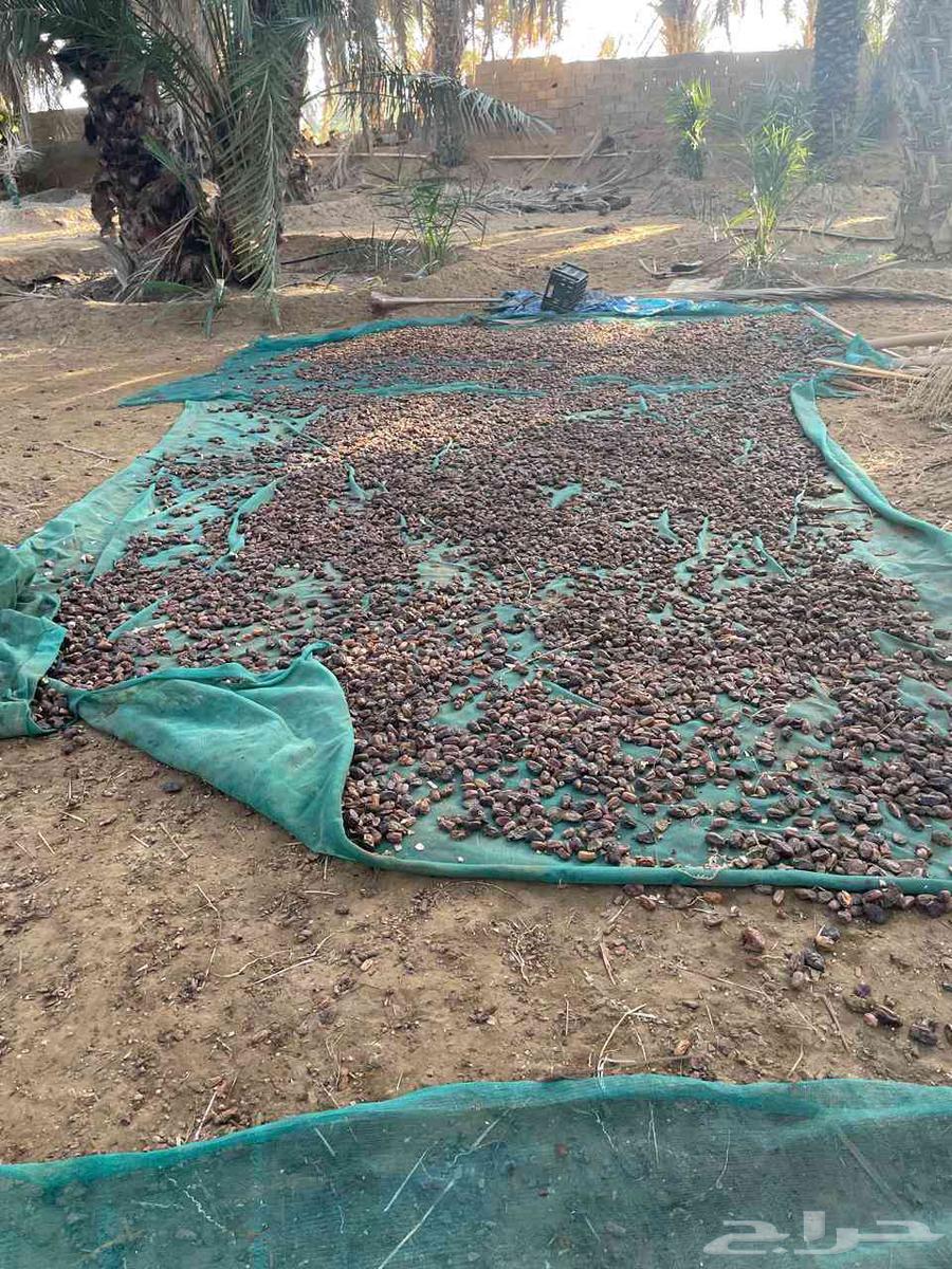 تمر بهائم للبيع مكيس جاهز جمع هالسنة64437342169601111