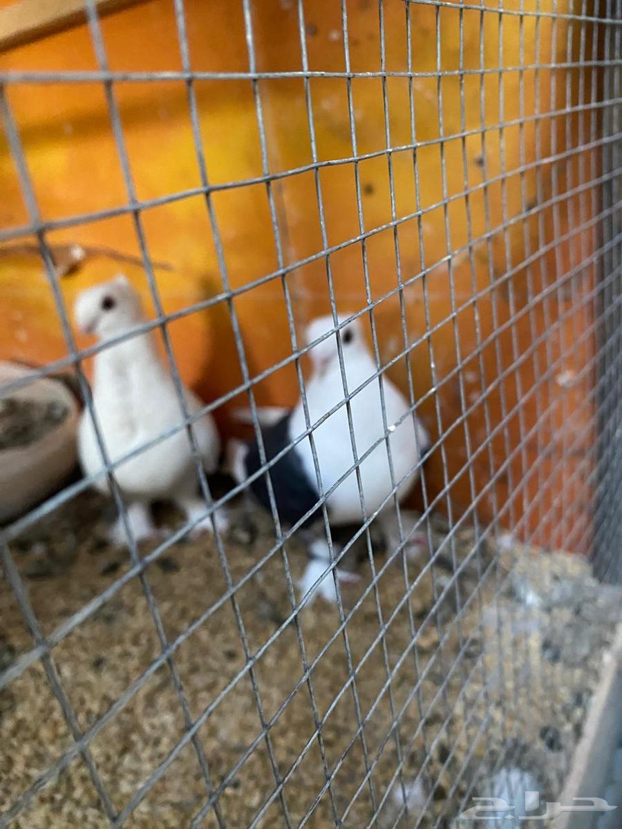 زوجين للبيع64435067946369112