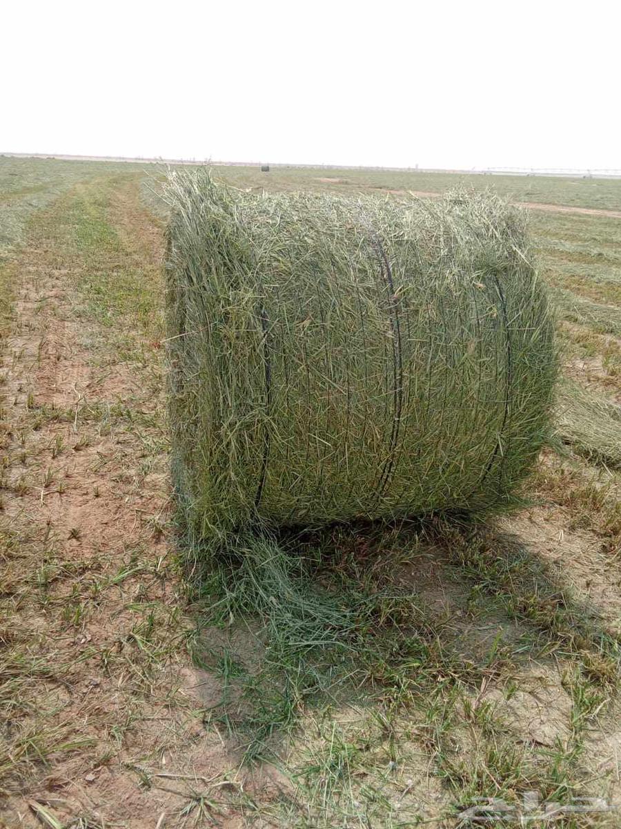 علف رودس للبيع64440015883265113