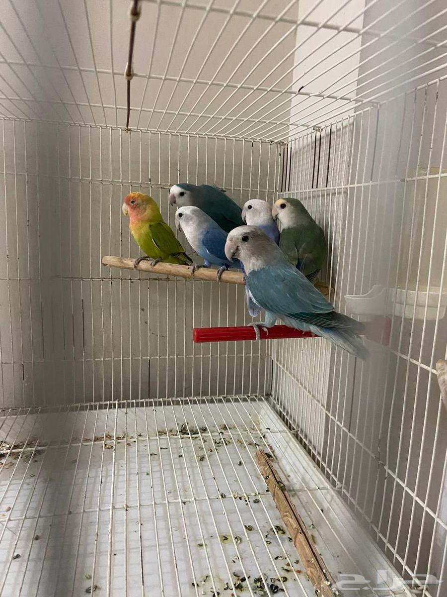 عرض رقم 1 (( تم البيع. ))64437557832065112