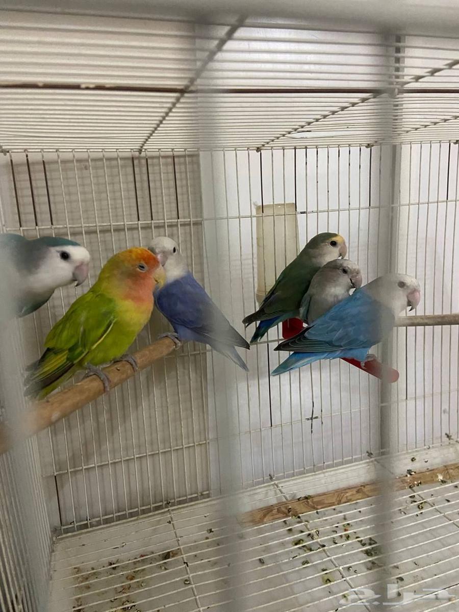 عرض رقم 1 (( تم البيع. ))64437557832065110