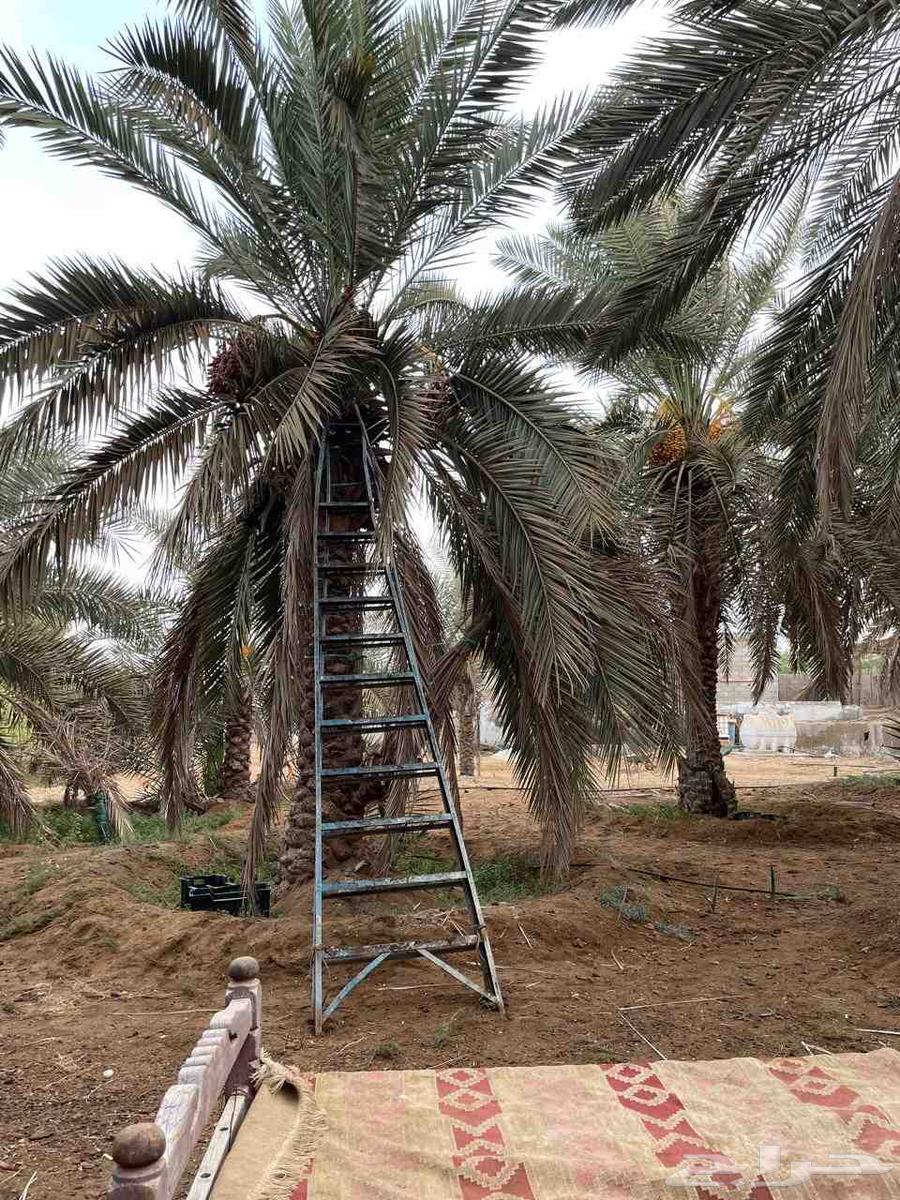 تمر بهائم للبيع مكيس جاهز جمع هالسنة64437342169601110