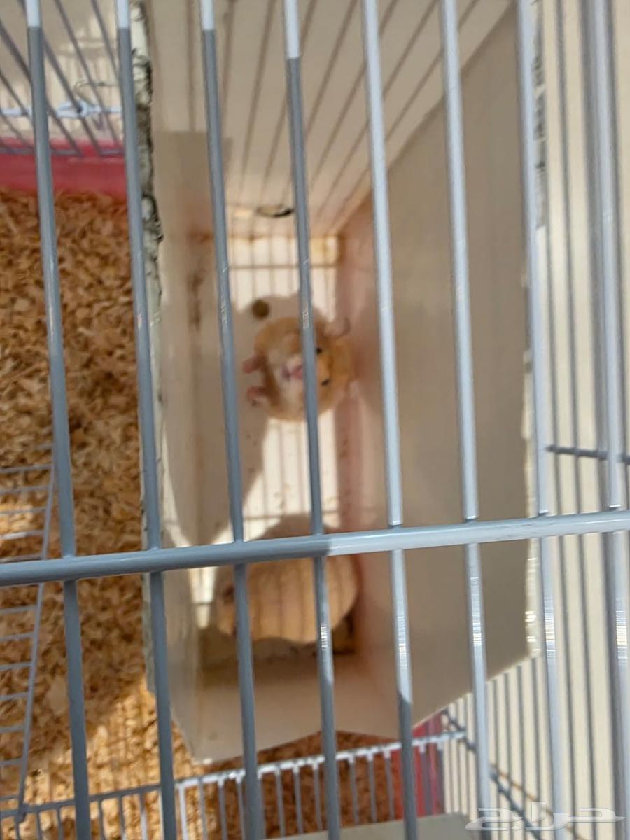 هامسترات للبيع 150 مع القفص وملحقاته اكل وفيتامينات والعاب64433579749633113