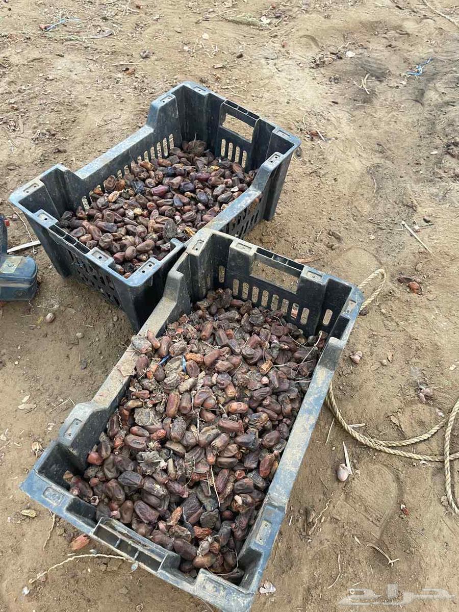 تمر بهائم للبيع مكيس جاهز جمع هالسنة64437342169601112