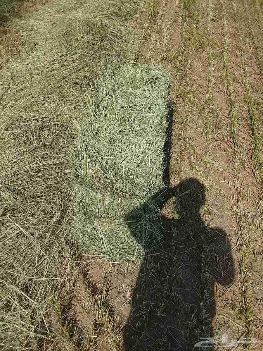 Smooth Rhodes Cream Ginder New64441897000579111