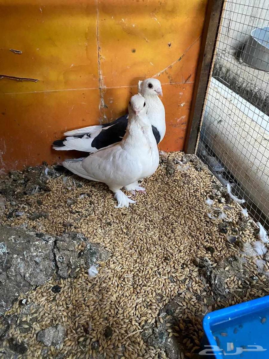 زوجين للبيع64435067946369111