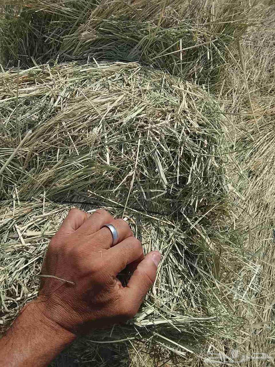 Smooth Rhodes Cream Ginder New64441897000579112