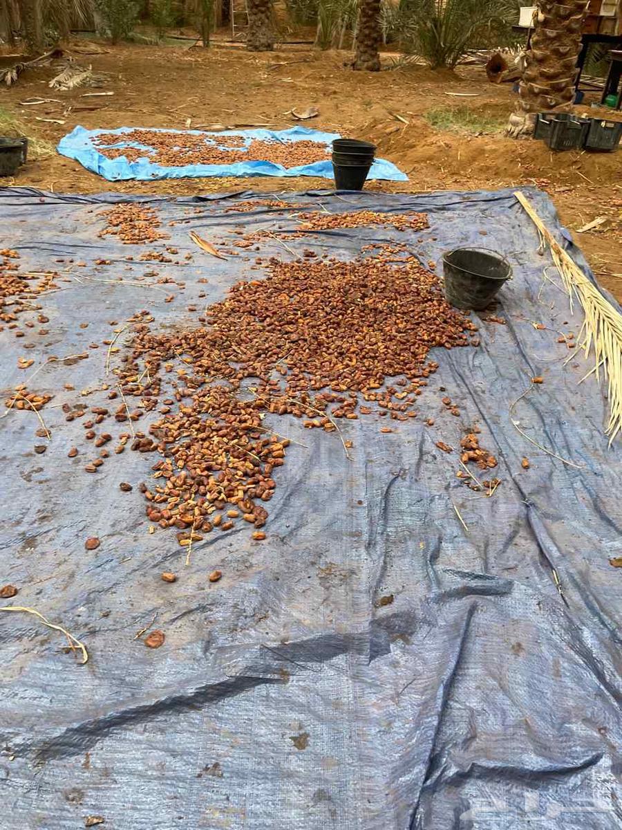 تمر بهائم للبيع مكيس جاهز جمع هالسنة64437342169601114