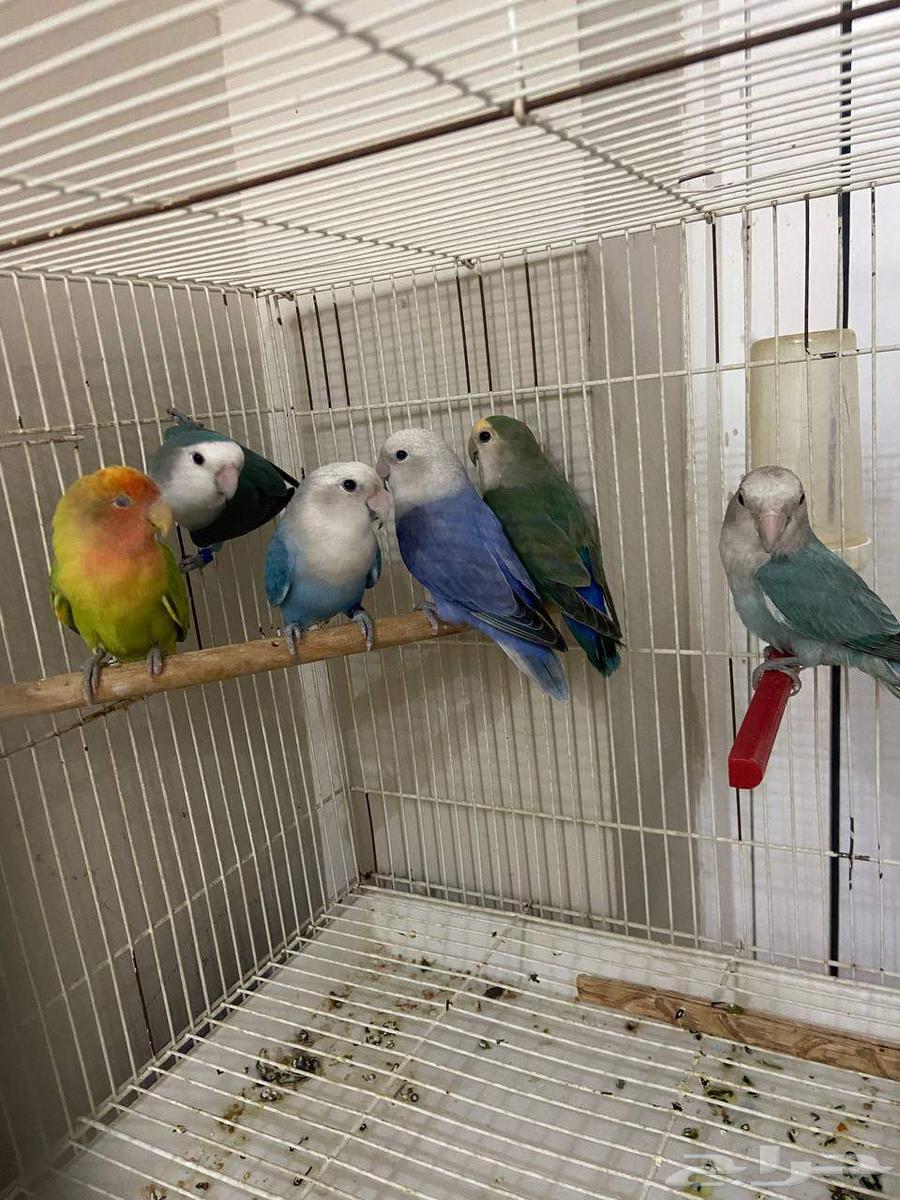 عرض رقم 1 (( تم البيع. ))64437557832065111