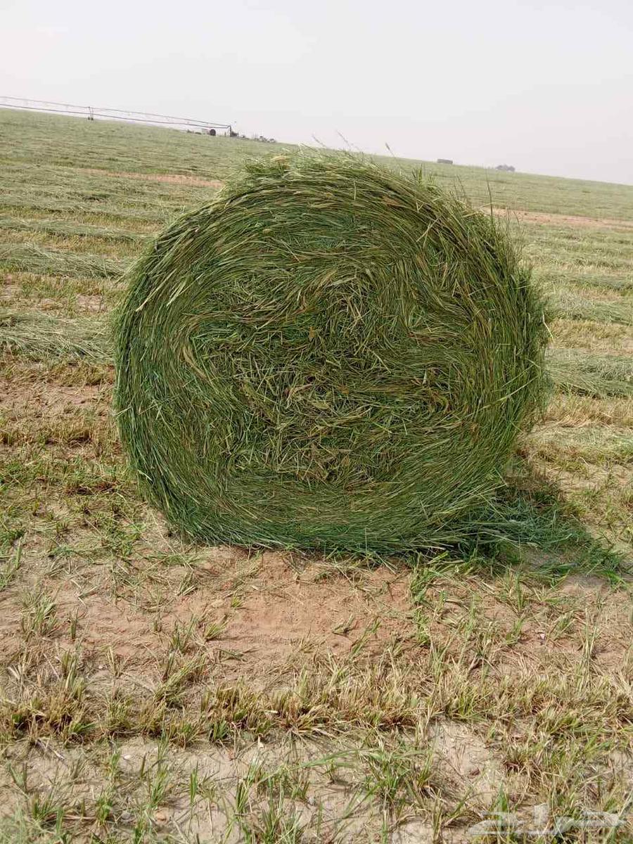 علف رودس للبيع64440015883265114