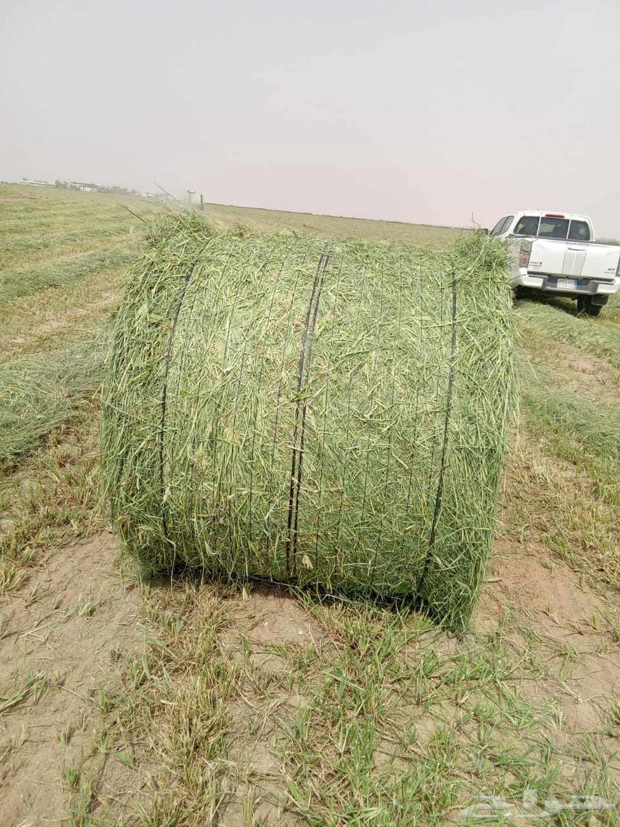 علف رودس للبيع64440015883265112