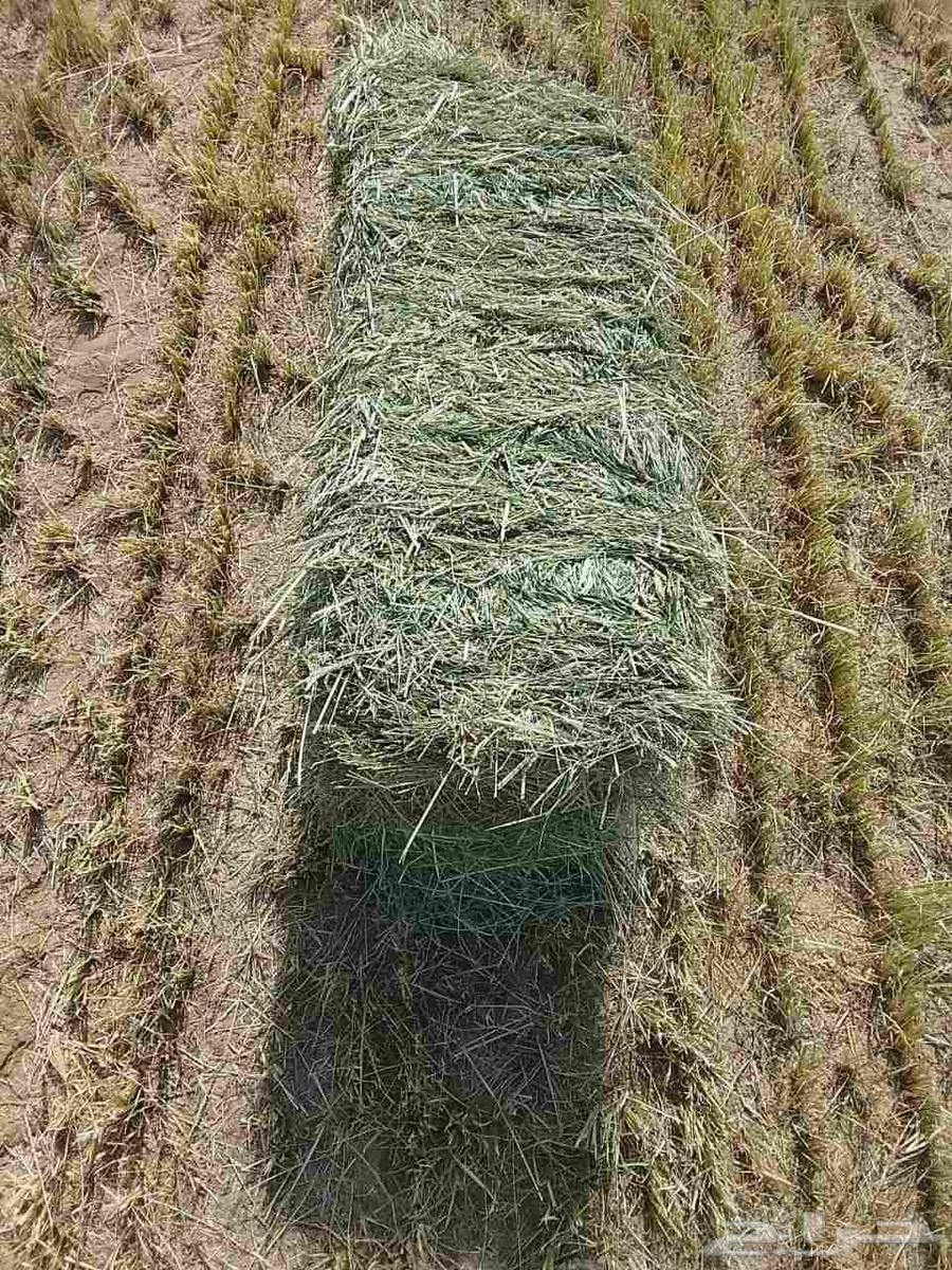 Smooth Rhodes Cream Ginder New64441897000579110