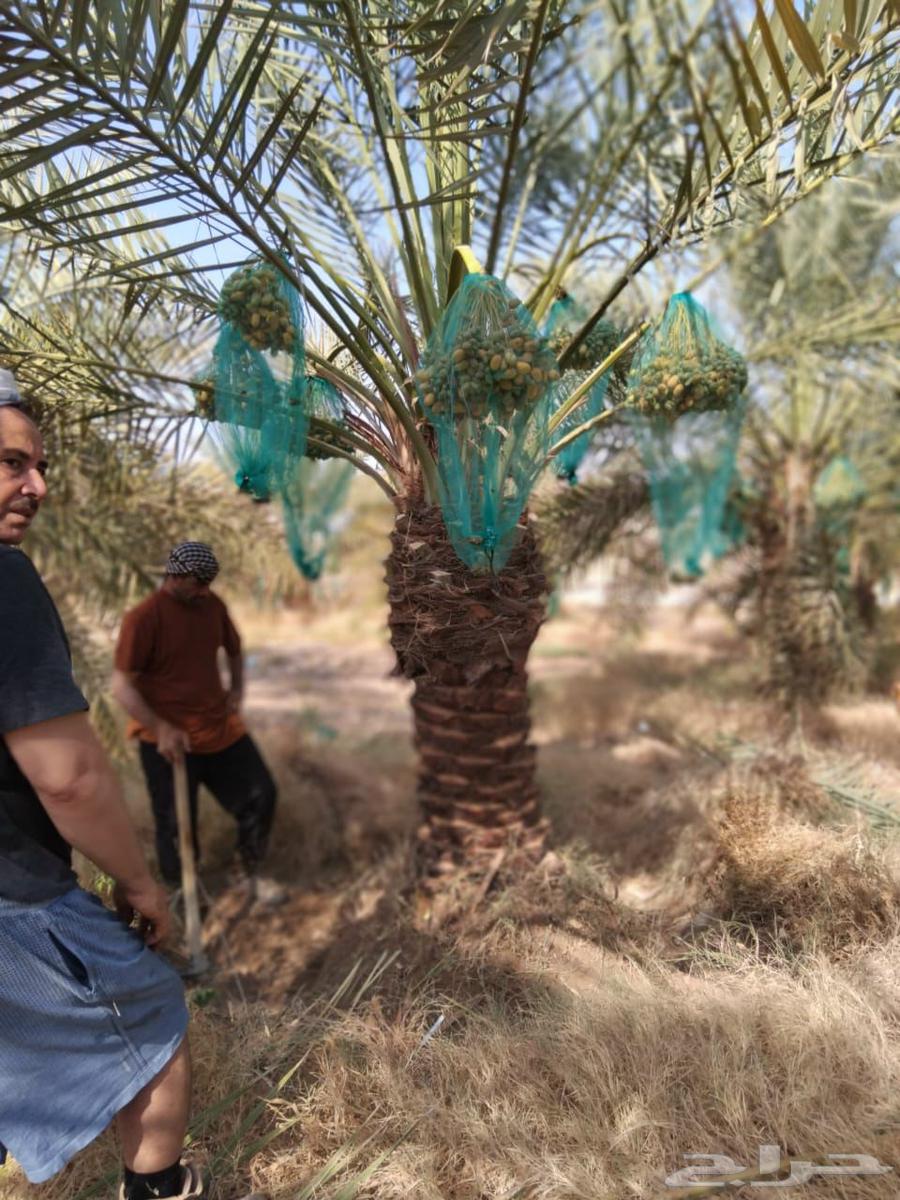 نخل صقعي مجدولي اخلاص سكري برحي نخيل واشنطني64439239572097114