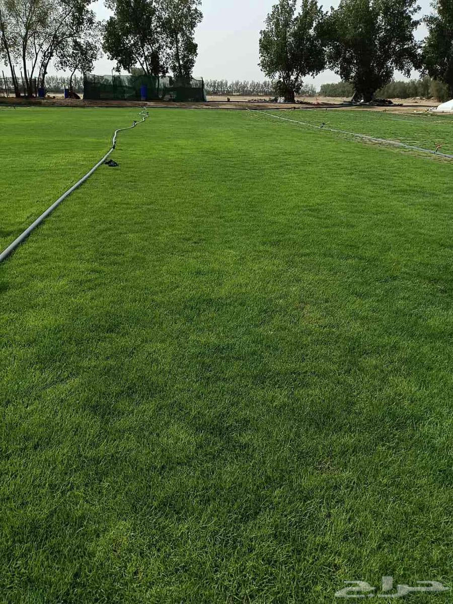 للتوصيل نجيله خضراء64437759955201112