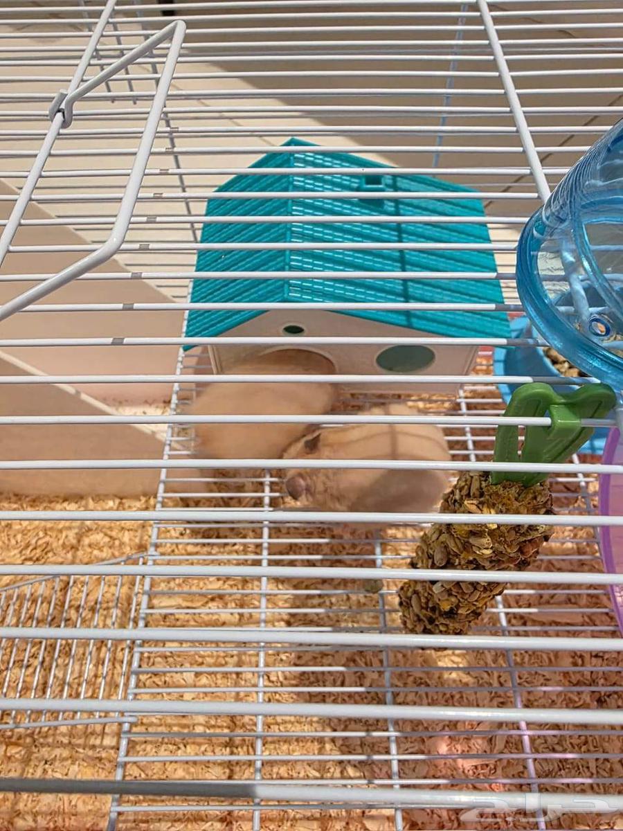 هامسترات للبيع 150 مع القفص وملحقاته اكل وفيتامينات والعاب64433579749633112