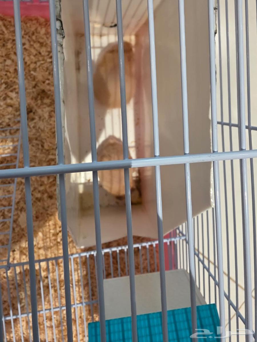 هامسترات للبيع 150 مع القفص وملحقاته اكل وفيتامينات والعاب64433579749633114