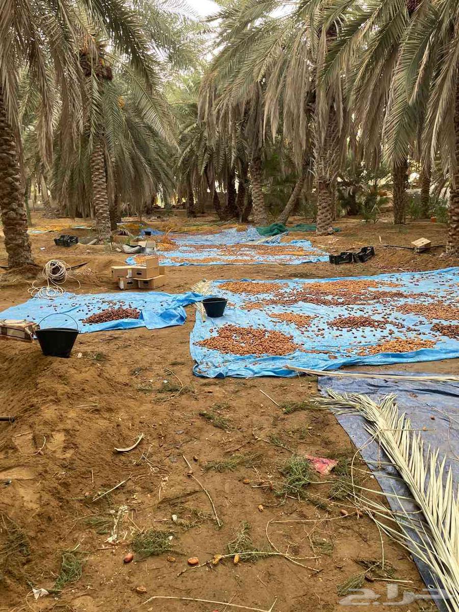 تمر بهائم للبيع مكيس جاهز جمع هالسنة64437342169601113