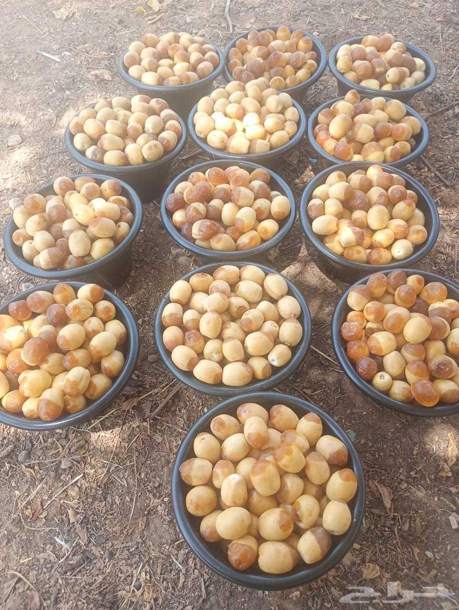 رطب هلالي للبيع64436588063874114