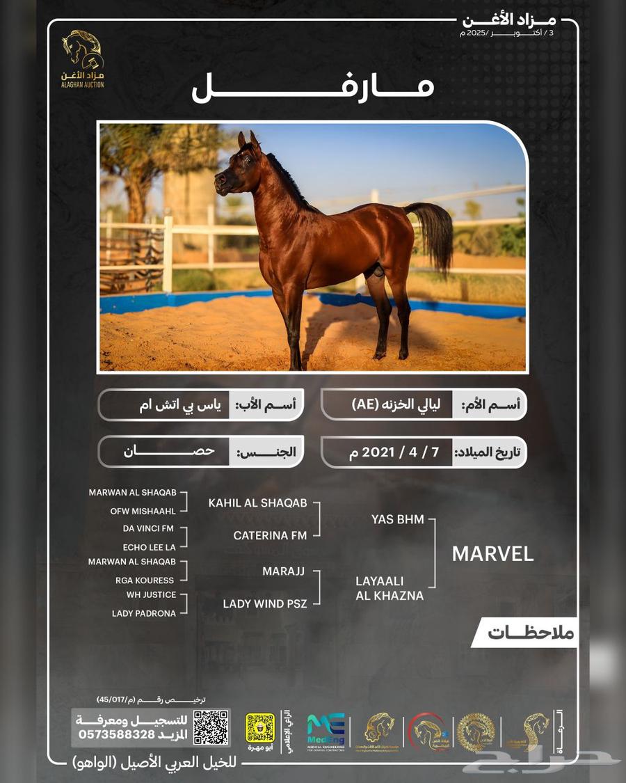 حصان عربي اصيل من معروضات مزاد الأغن للخيل العربية الأصيلة64448994231426110