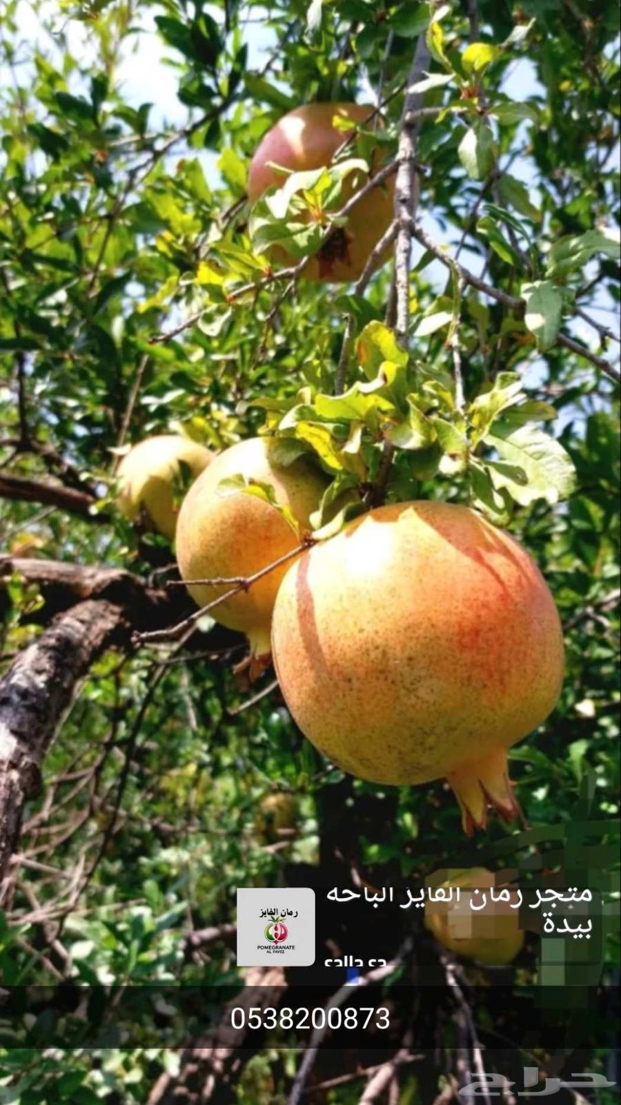 رمان بيده وتوصيل الي جميع أنحاء المملكة64445418488449110