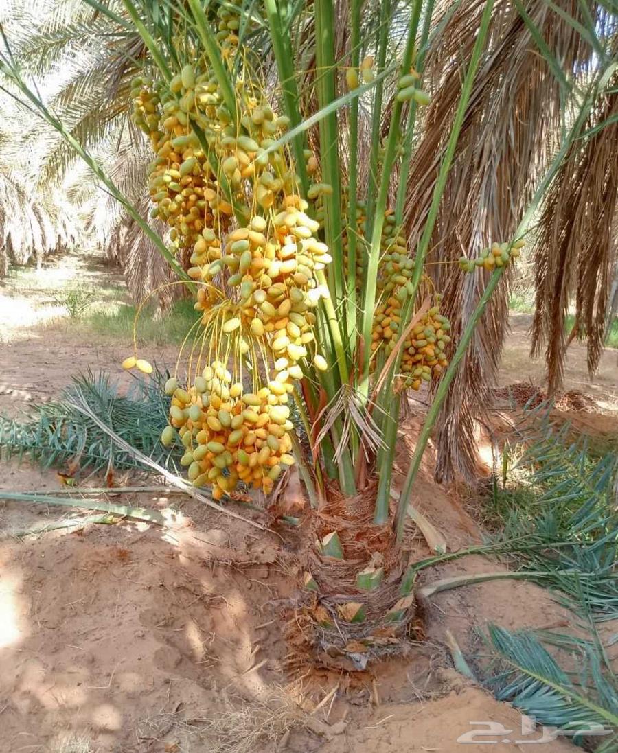 Date palms for sale, Sukkari, Sagai, Magdool, Amber, Shahal, Ajwa, Maktomi and Nana Ghur64442719827073113