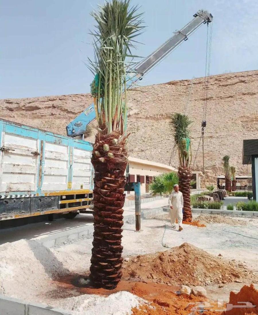 Date palms for sale, Sukkari, Sagai, Magdool, Amber, Shahal, Ajwa, Maktomi and Nana Ghur64442719827073110