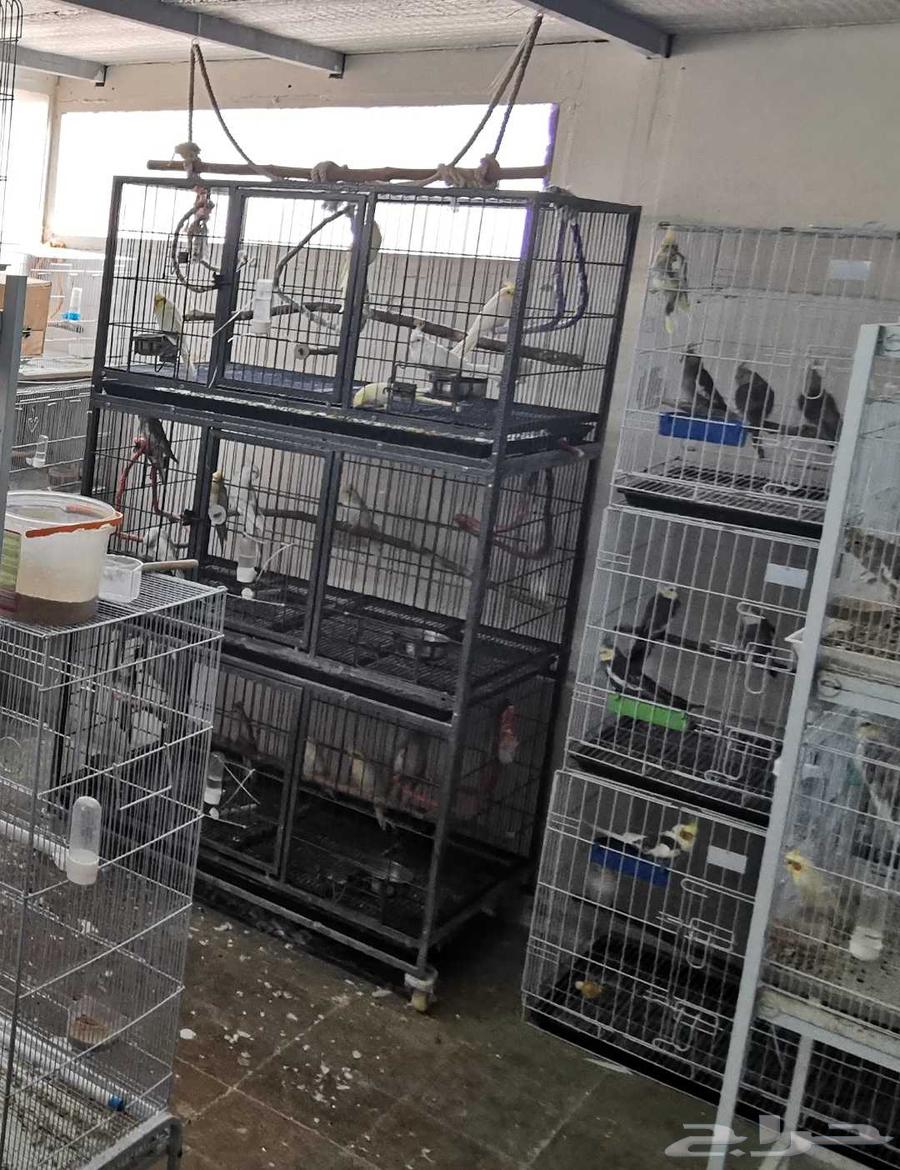 Cages and aviaries64445418317315110