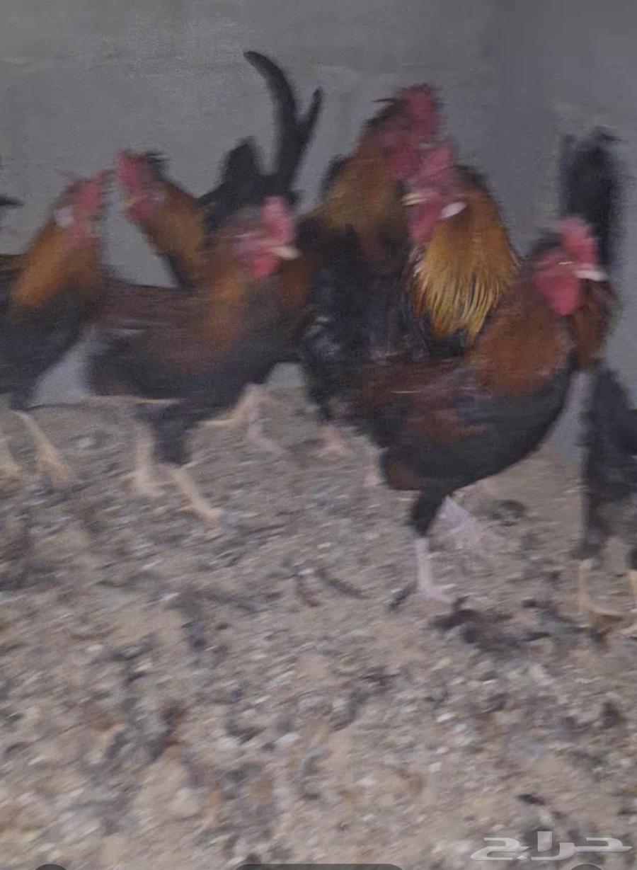 دياكه عربيه أصيله64449543723905110