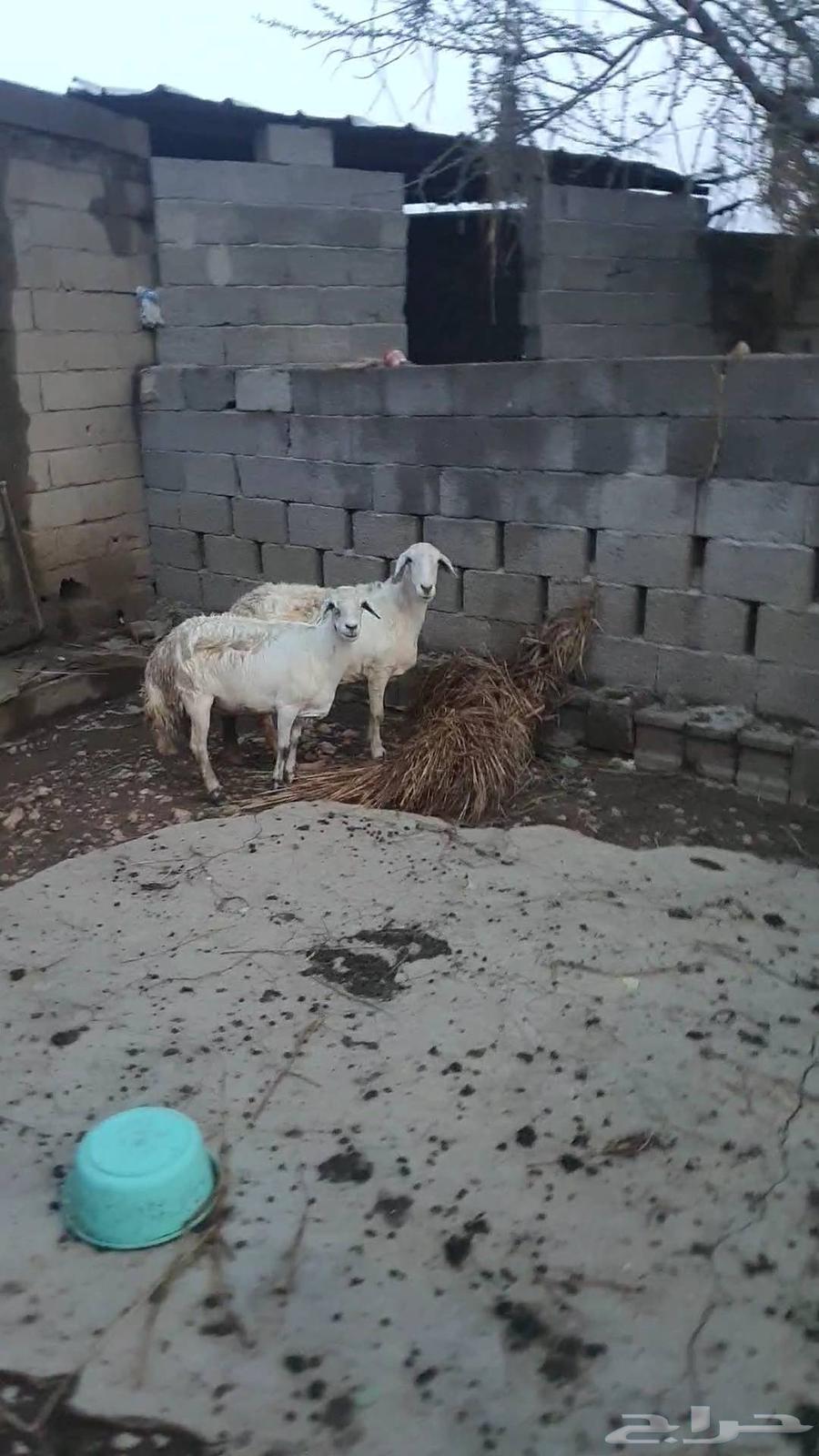 Sheep64447719072514110