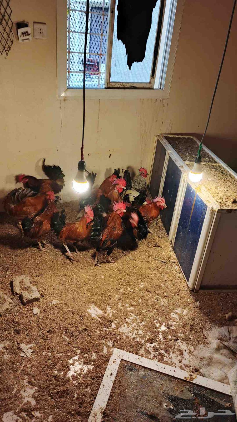 تم البيع.. تم البيع64444971004161110