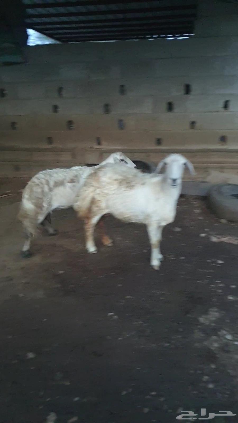 Sheep64447719072514111