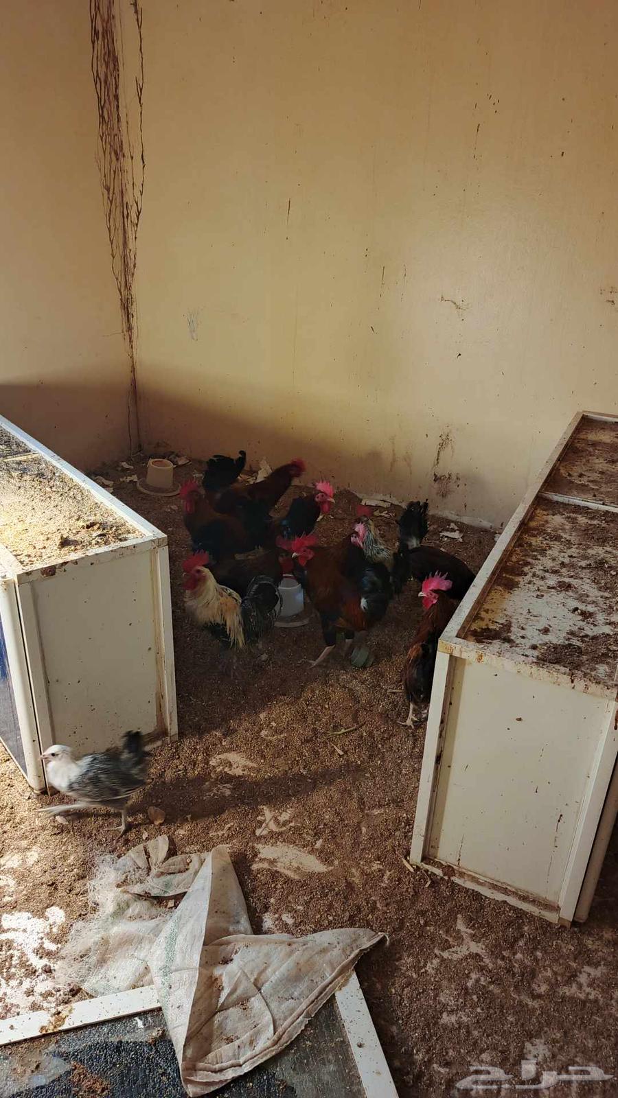 تم البيع.. تم البيع64444971004161111