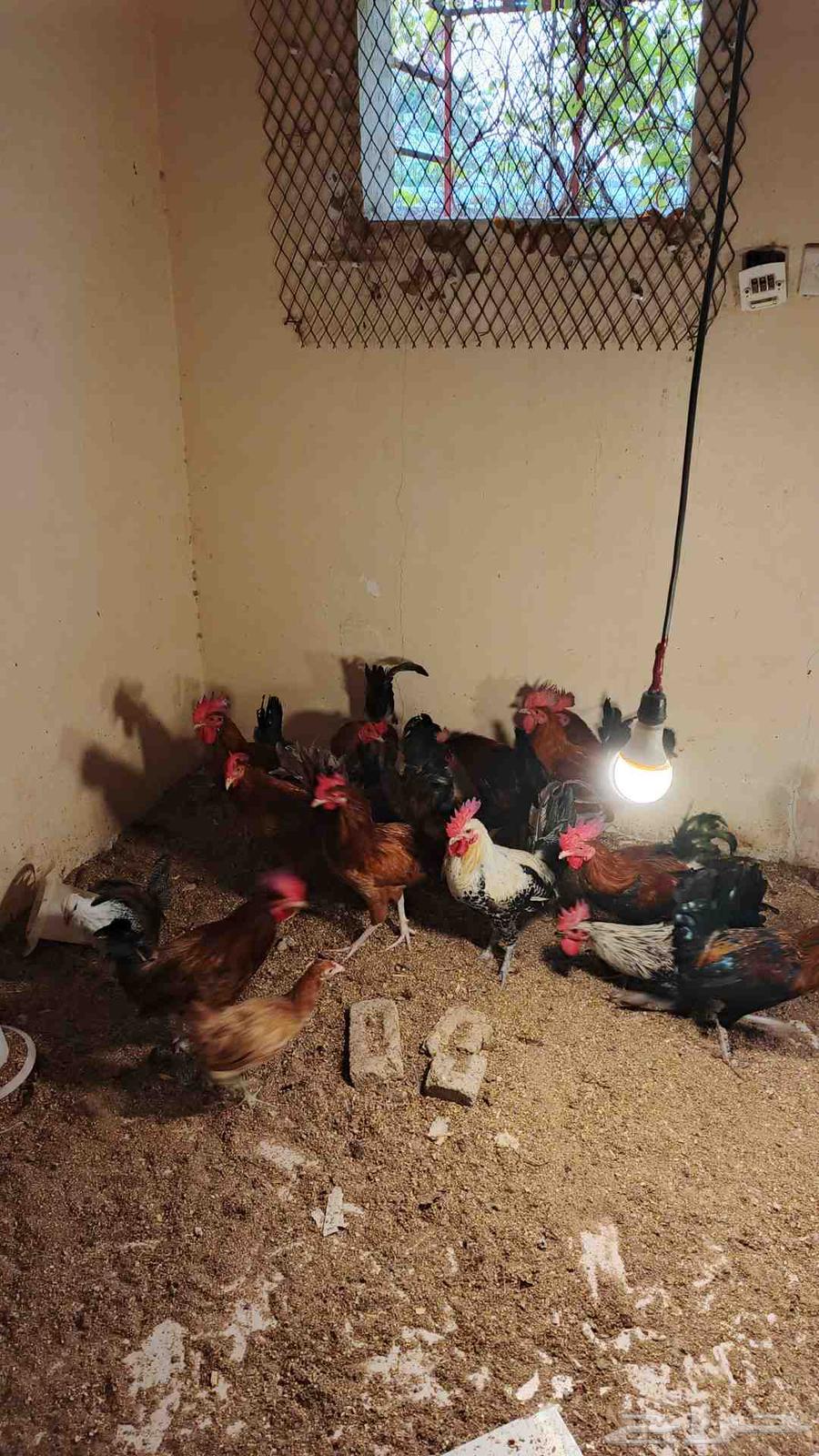 تم البيع.. تم البيع64444971004161113