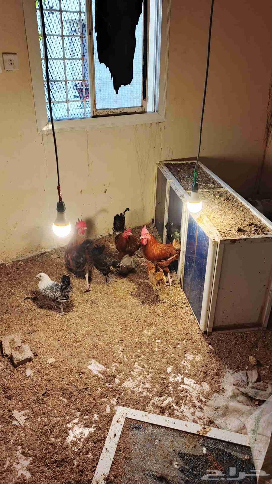 تم البيع.. تم البيع64444971004161112