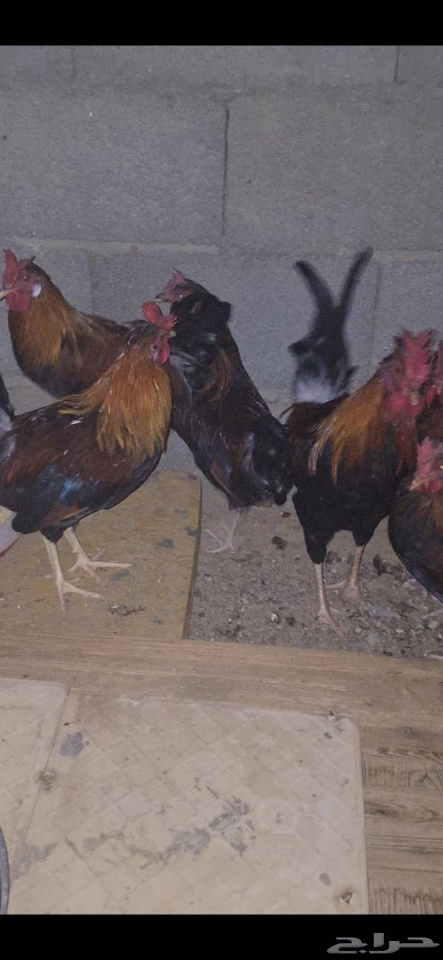 دياكه عربيه أصيله64449543723905111