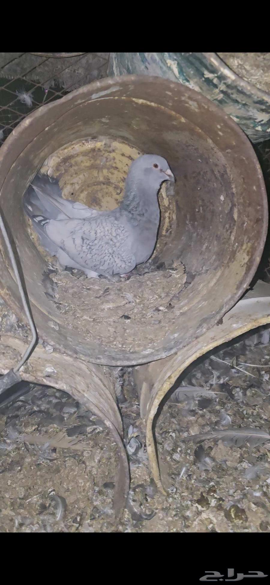 حمام جوز بارملي والذكر الي معه هجين مالتيز مع بارملي64449624644226110