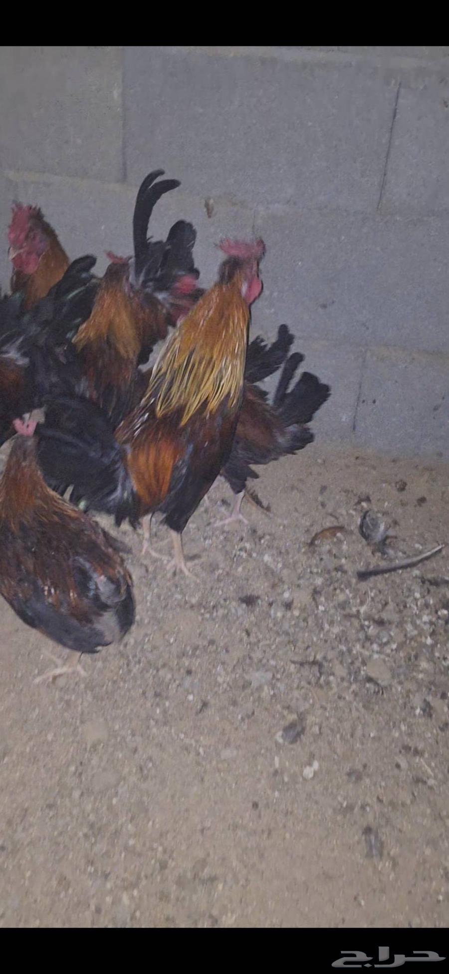 دياكه عربيه أصيله64449543723905114