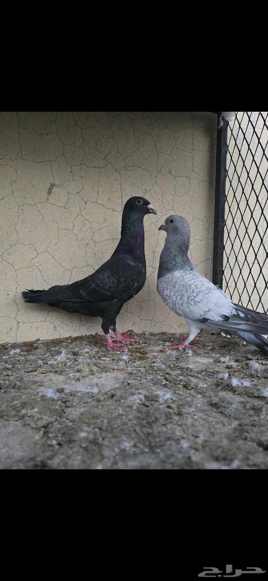 حمام جوز بارملي والذكر الي معه هجين مالتيز مع بارملي64449624644226112