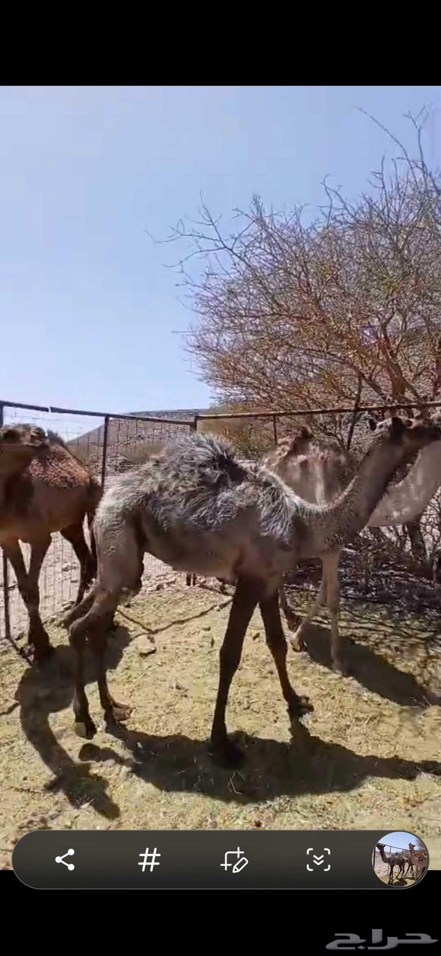 للبيع ثلاث قعدان64448341424643114