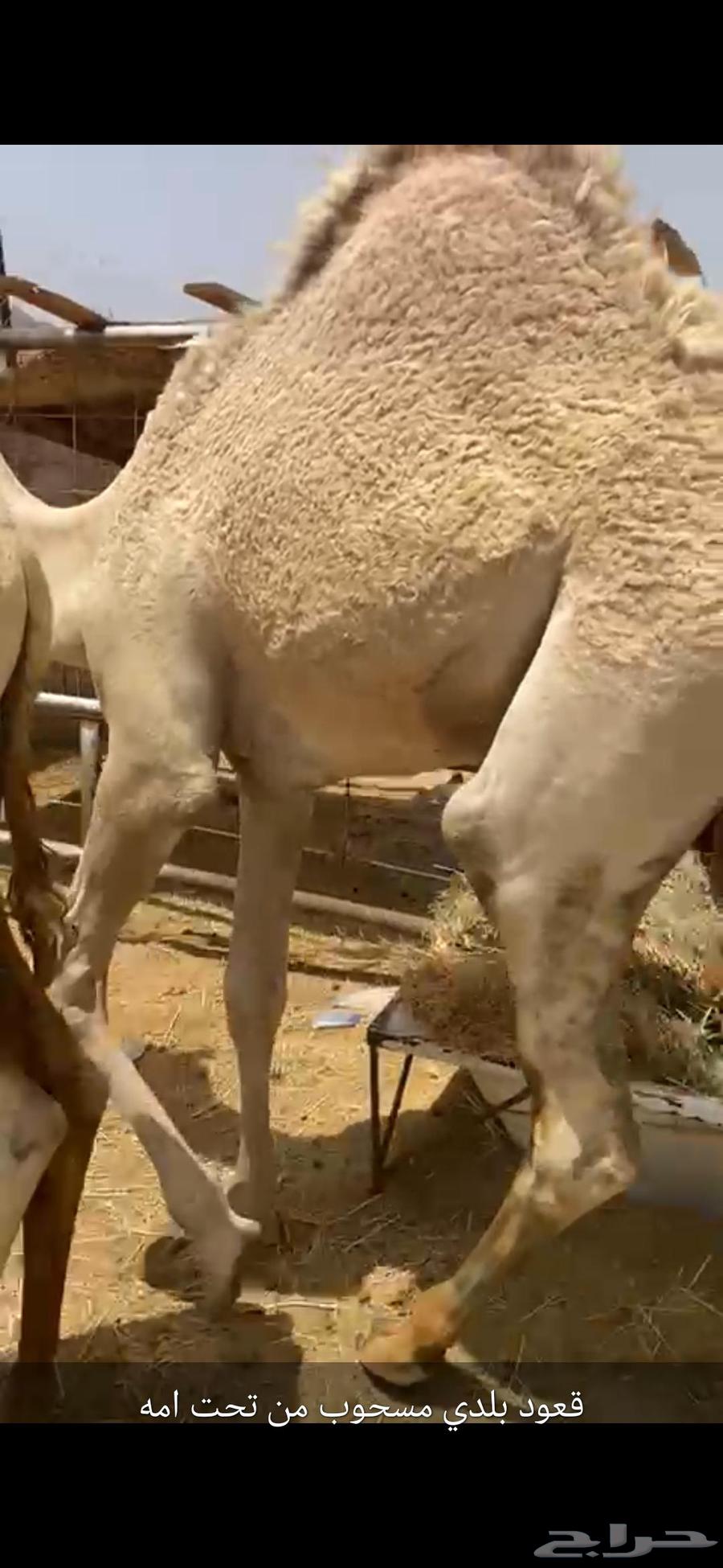 قعود للبيع بلدي مسحوب من تحت امه شي مغلق مبدأ ومناسبات64447042570370111