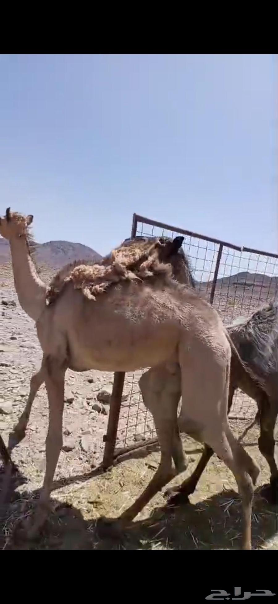 للبيع ثلاث قعدان64448341424643112