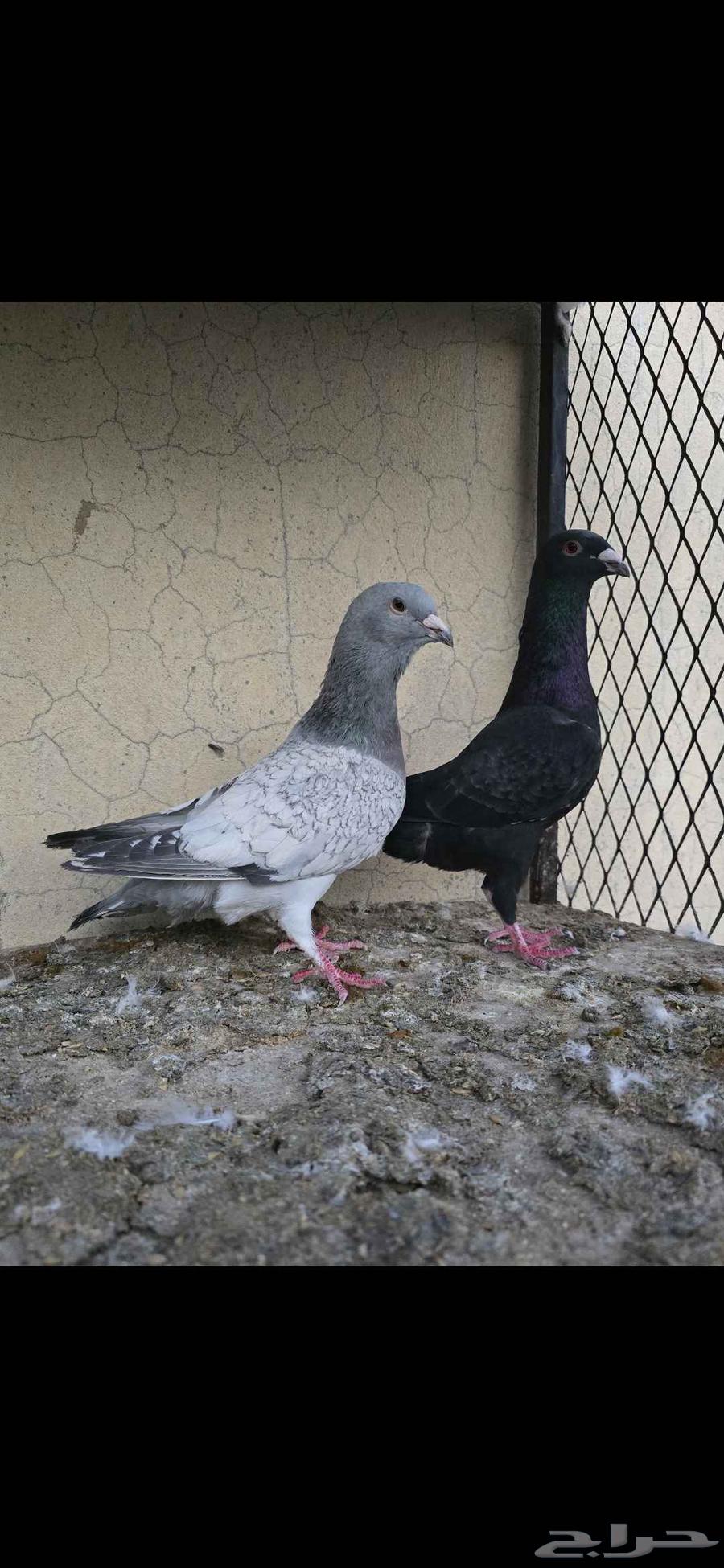 حمام جوز بارملي والذكر الي معه هجين مالتيز مع بارملي64449624644226113