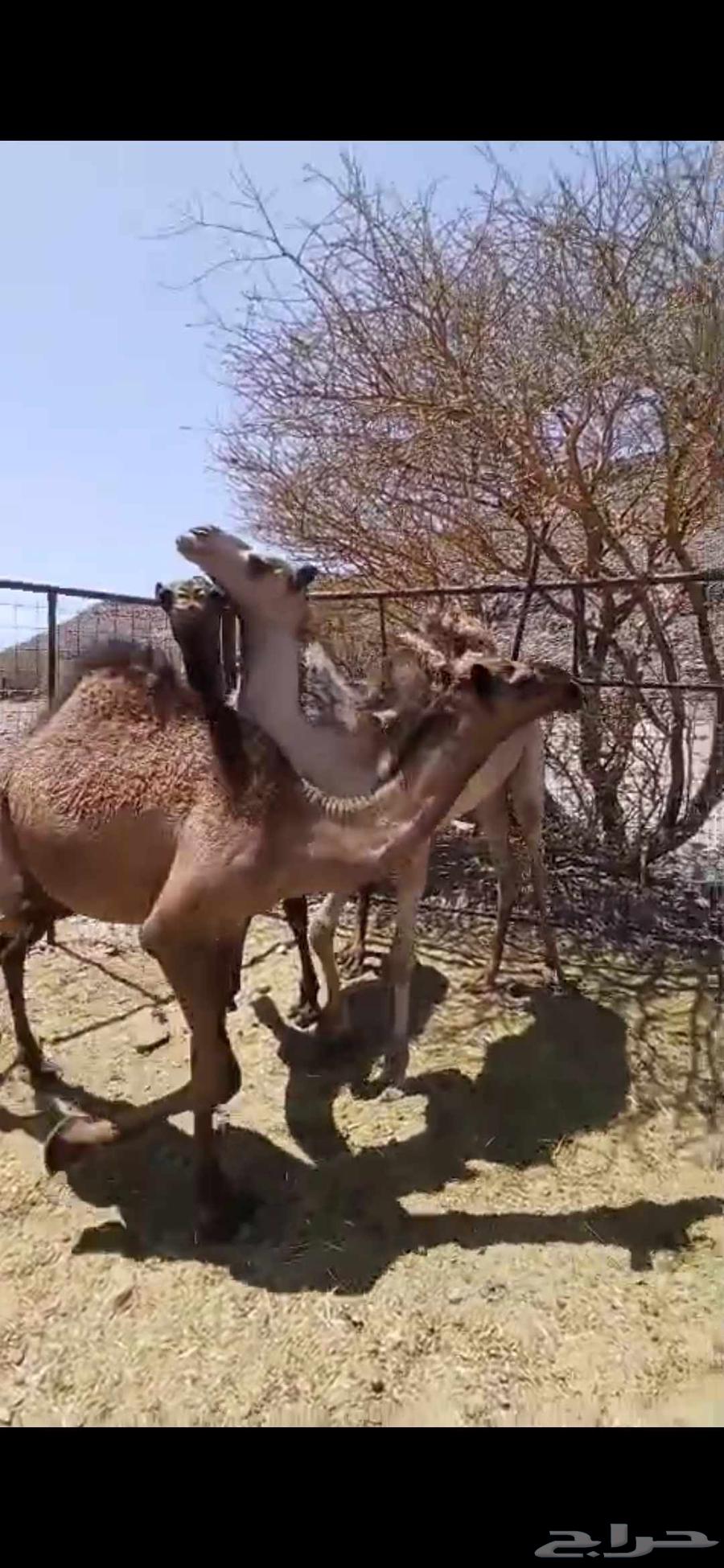 للبيع ثلاث قعدان64448341424643110