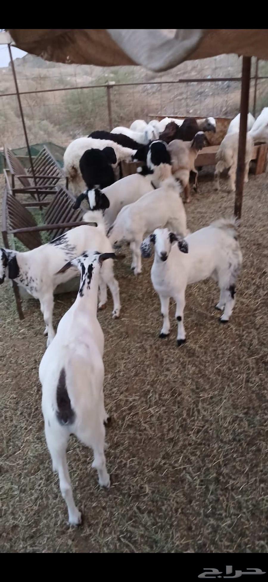 تيوس وجفار بيشيات64447785397890111