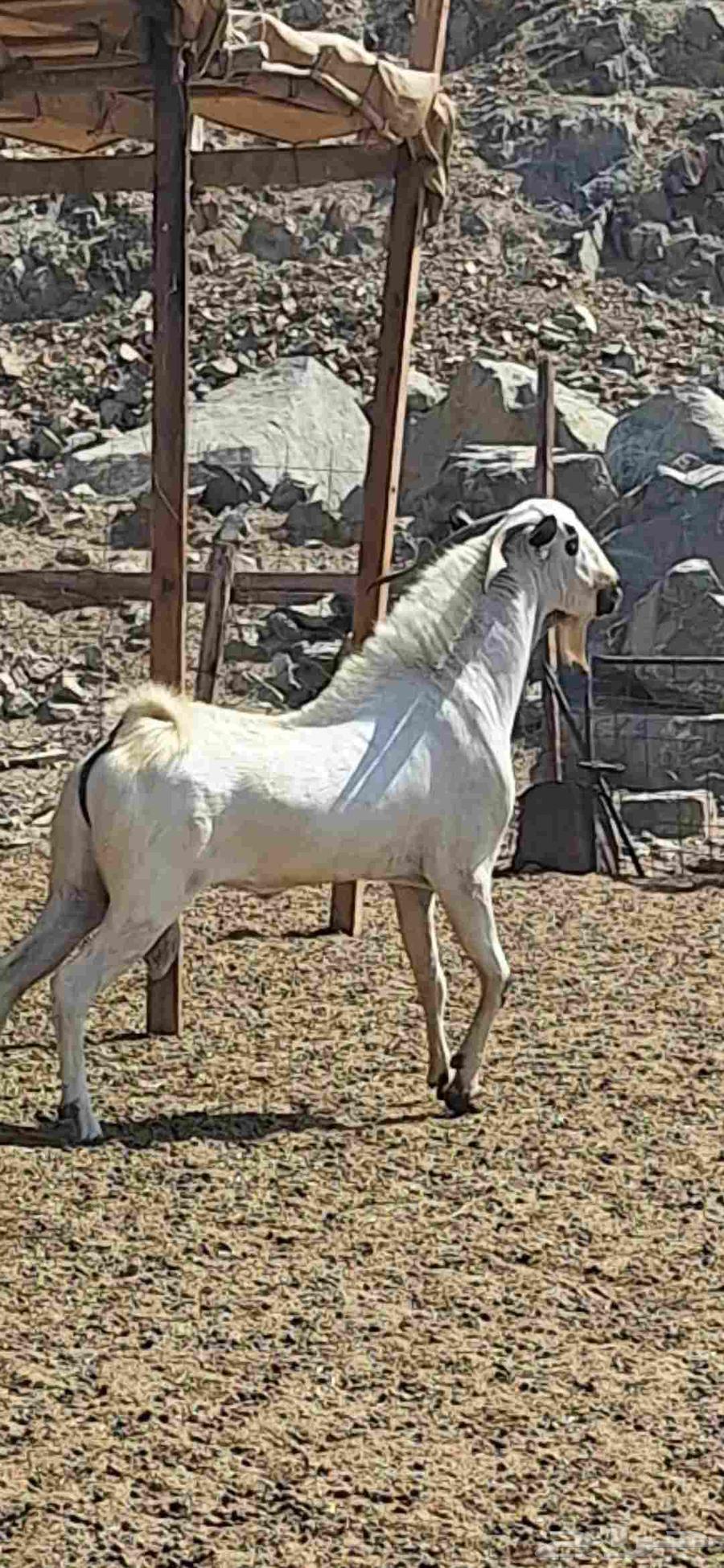 تيوس وجفار بيشيات64447785397890112