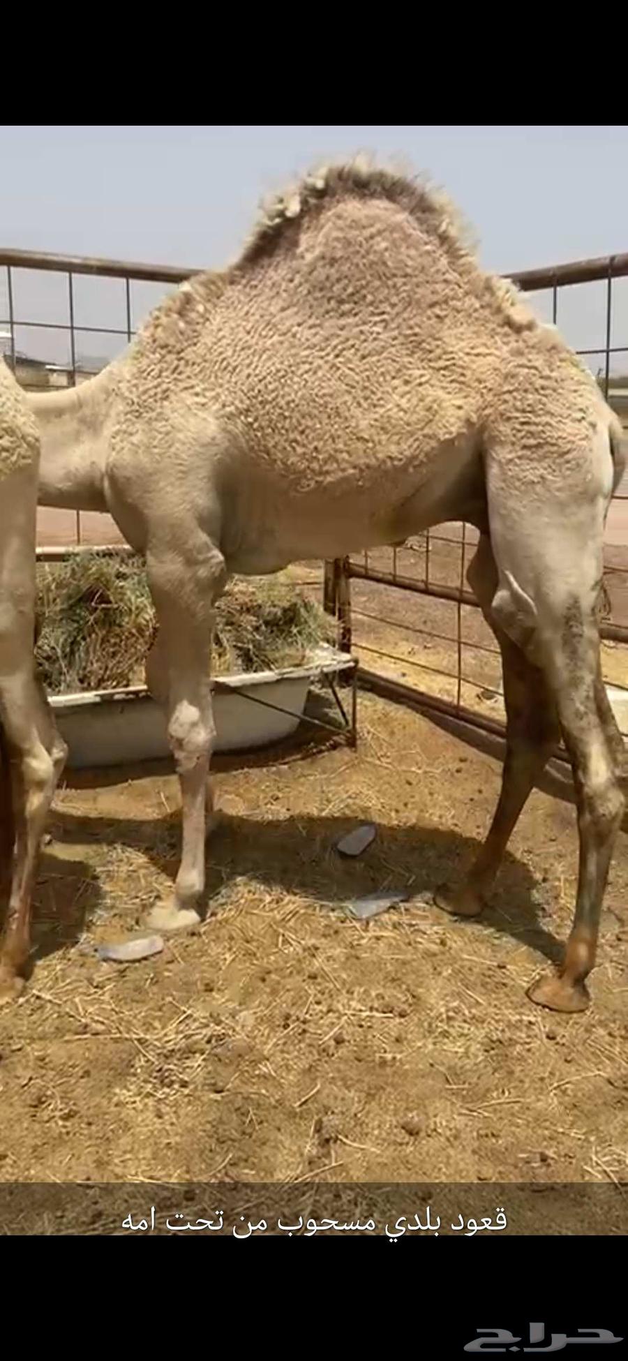 قعود للبيع بلدي مسحوب من تحت امه شي مغلق مبدأ ومناسبات64447042570370110