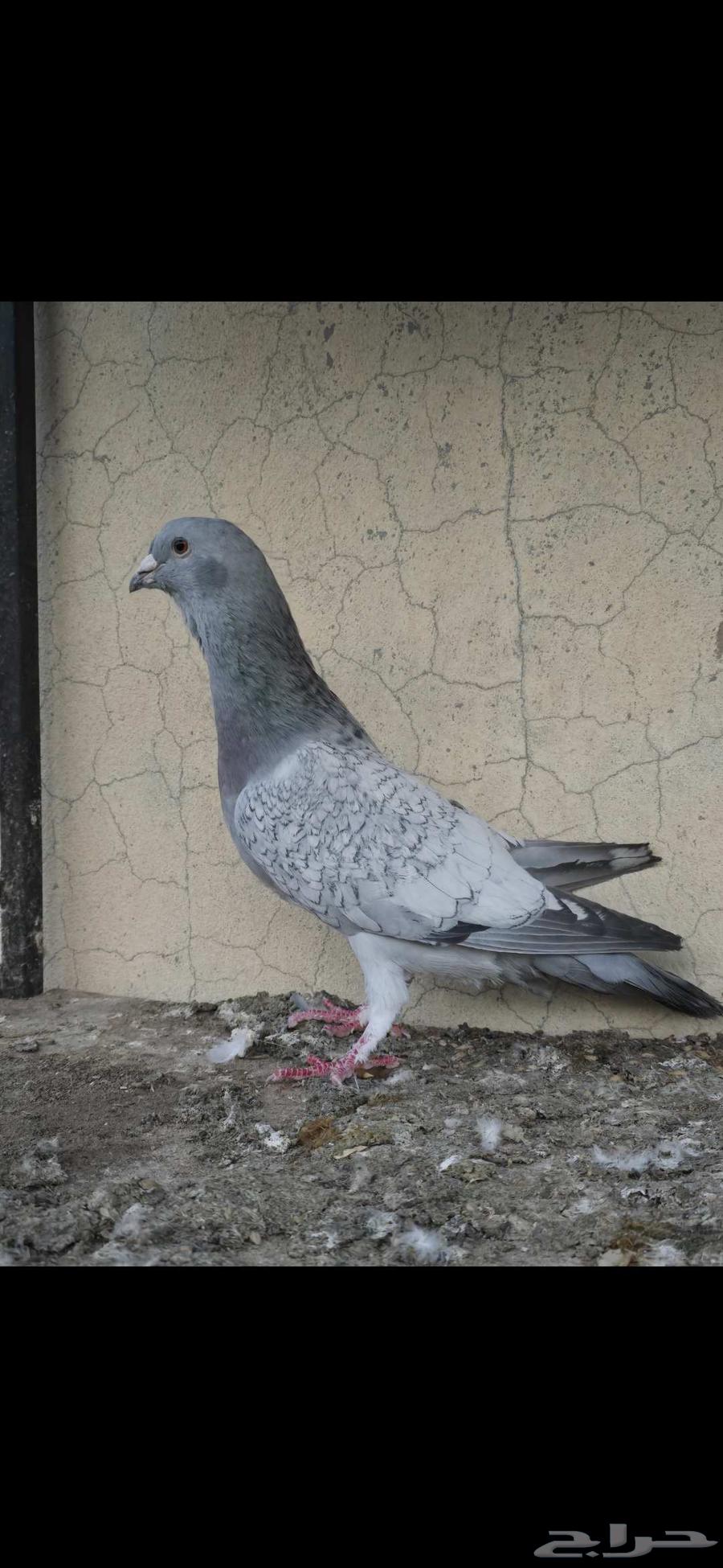 حمام جوز بارملي والذكر الي معه هجين مالتيز مع بارملي64449624644226114