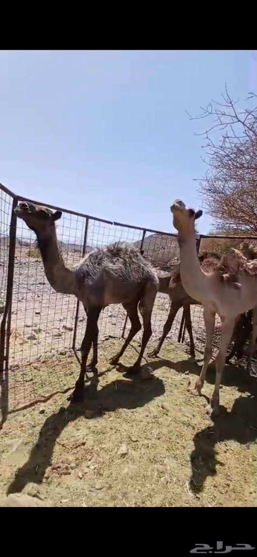 للبيع ثلاث قعدان64448341424643111