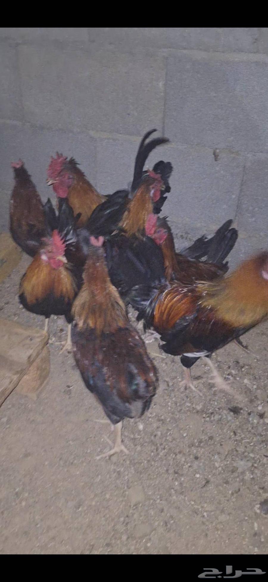 دياكه عربيه أصيله64449543723905113