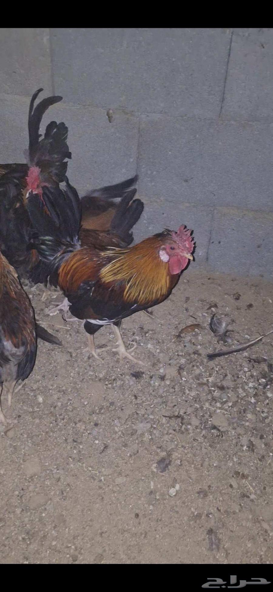 دياكه عربيه أصيله64449543723905112